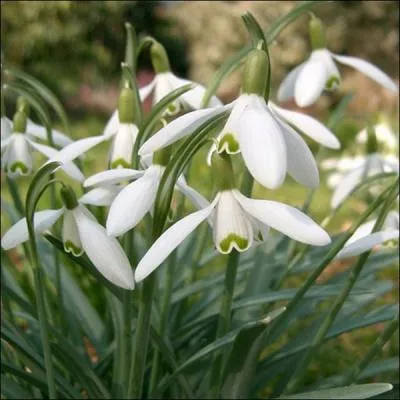 Quel est le nom de cette plante ne poussant qu'en hiver ?