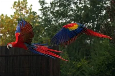 Voulez-vous admirer l'ara macao de prs ? C'est facile, prenez l'avion pour ...