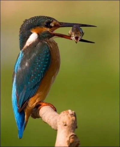 Le nom de cet animal a un rapport avec l'oiseau de la photo, il est souvent prsent par un montreur, quel proverbe lui correspond ?