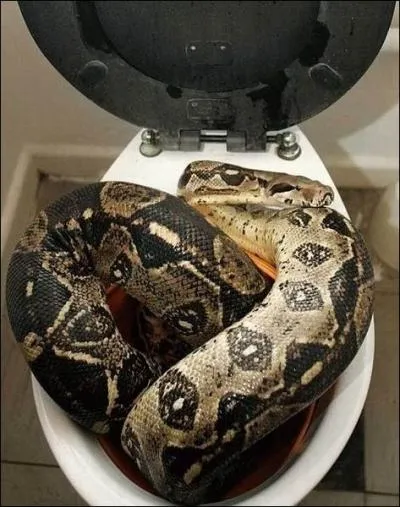 Vous adorez les serpents, n'est-ce pas ? Alors vous allez trouver la rponse  cette photo !
