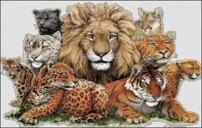 Quel est le terme gnrique le plus prcis pour les mots : tigre-lion-panthre ?