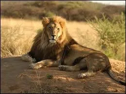 Quel est cet animal ?