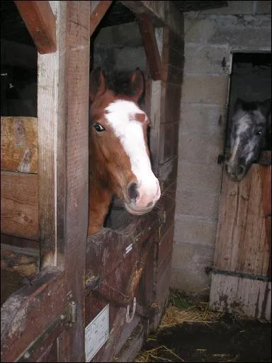 Ce cheval a une marque sur la tte . Comment se nomme-t-elle?