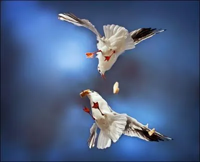 Il ne me reste plus qu'� vous pr�senter deux moineaux, qui se bagarrent pour du pain !