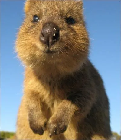 Je vous pr�sente ce petit marsupial australien, encore jamais montr� dans mes quizzes, le quokka !
