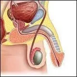 Un ou une testicule ?