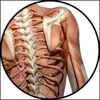 Un ou une omoplate ?