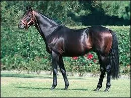 Quelle est cette race ?