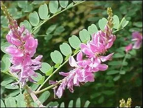 Les Mayas et les Touaregs utilisaient les parties ariennes de cet arbuste pour teindre en bleu des tissus :