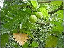 Les moines bouddhistes teignaient en jaune leurs robes kasaya avec le bois de cet arbre originaire d'Extrme-Orient :