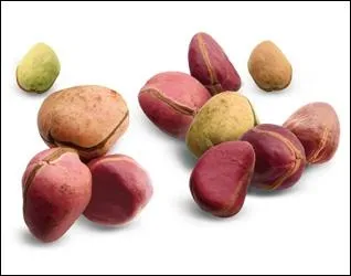 Cet arbre, originaire d'Afrique, produit une noix qui servait  teindre les pagnes africains en brun-rouge :