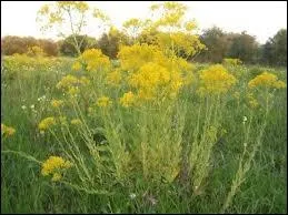 Les hommes prhistoriques s'en servaient en peinture corporelle, la couleur obtenue est le bleu. C'est une plante herbace, commune dans le Midi de la France :