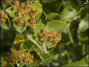 Les Gaulois faisaient fermenter les baies de cet arbrisseau pour obtenir une teinture verte :