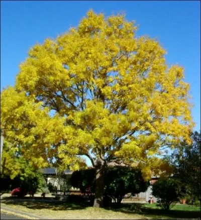 Les Chinois et les Japonais s'en servaient pour teindre la soie. C'est un bel arbre de la famille des fabaces, les boutons floraux donnent une teinture variant du jaune jonquille au jaune bouton d'or