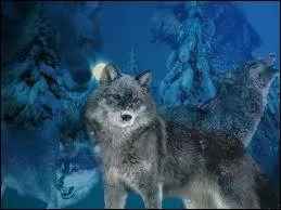 Qui chantait  Un peu renard un peu loup, ce qu'on dit de lui il s'en fout  ?