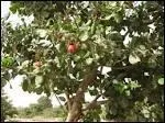 Quel fruit est le produit de l'anacardier ?