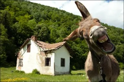 Orthographe et conjugaison : C'est toujours (. . ) qui (. . ) le plus fort qui est le plus rac&eacute; ; la b&ecirc;tise est (. . ).