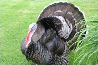 Imitant Lon Zitrone, il nous relate une copulation princire britannique et s'crie : Take my turkey, take my turkey !