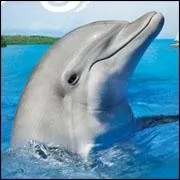 Quel est le nom de ce dauphin qui vient en aide aux nageurs en difficult ou aux naufrags ?