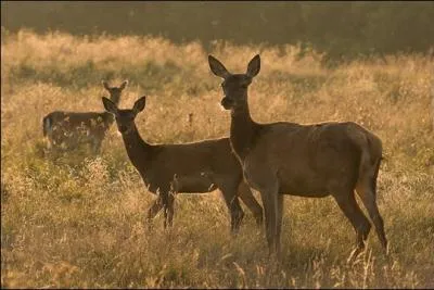 Jacques Brel les a chantes ... .