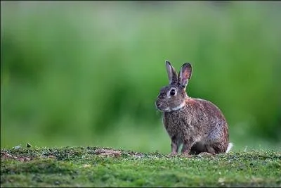 Avec ses petites oreilles, c'est ...