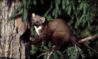 Petit carnassier arboricole, c'est ... .