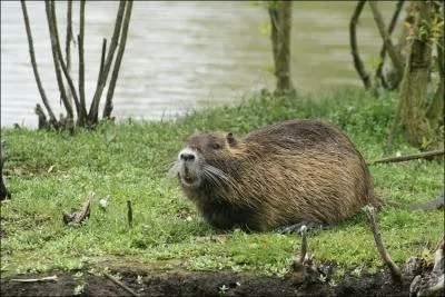La terreur des bords de rivire, c'est un ...