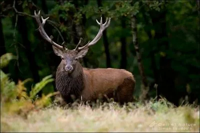 Le roi des forts, voici le ... .