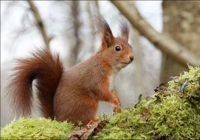 Adorable petit rouquin conome, voici un ...