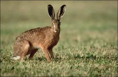 Rongeur aux grandes oreilles, voici un ... .