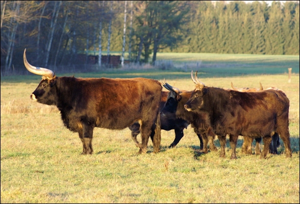 C'est un bovidé disparu également appelé auroch :
