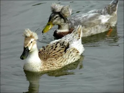 C'est l'ami des ttes couronnes et sa forme verbale au participe pass signifie  roul  :