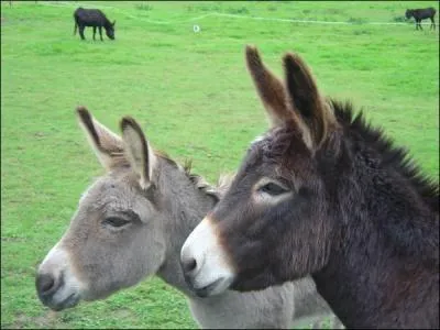 On le dit de ceux dont la pilosit est vieillissante, il peuvent parfois tre ttus :