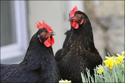 Quelle localit du Poitou est connue pour sa poule noire ?
