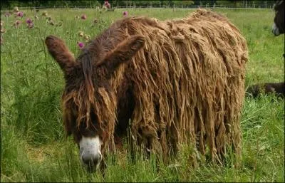 Que donne le croisement d'un baudet du Poitou et d'une nesse ?