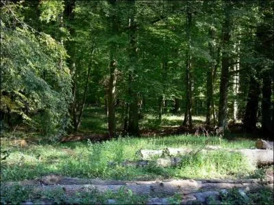 La fort de Mormal est le plus grand massif forestier du dpartement du Nord et de la rgion Nord-Pas-de-Calais ; abritant des sangliers, des chevreuils mais aussi des cerfs, sa superficie est de...