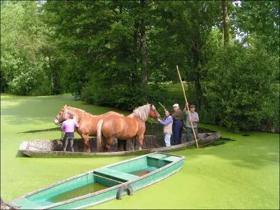 Aux portes de Niort, commence le marais poitevin, nomm aussi Venise verte car l'on se dplace dans des barques sur des canaux. Comment se nomme la perche utilise pour propulser cette barque ?
