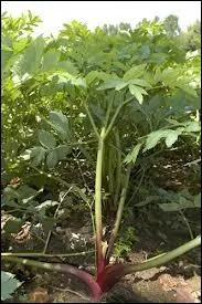Quelle plante est-elle emblmatique du marais poitevin ?