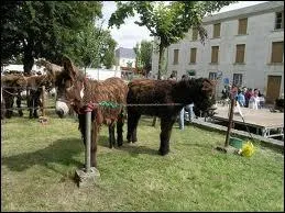 Le baudet du Poitou, essentiel pour l'levage mulassier tait une richesse rgionale . Mirebau est une commune trs rpute pour son levage et sa vente. Quel est son dicton ?