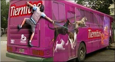 De l'Assemble nationale, nous passons  l'assemble canine !