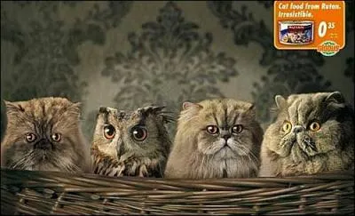 Trouvez le nom de ce petit pays !