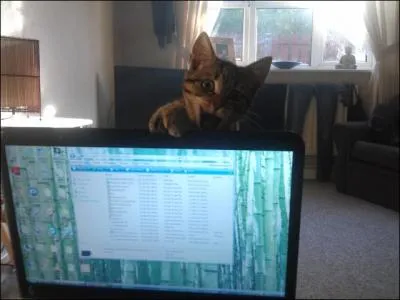 Ce chat nous avertit : Je l'aurai un jour, je l'aurai ... la souris ! A quelle marque publicitaire ces quelques mots vous font-il penser ?