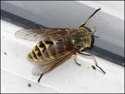 Le mot commence par : Bo ...