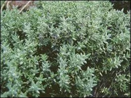 Le mot commence par : Bo ...