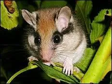 Le mot commence par : Bo ...