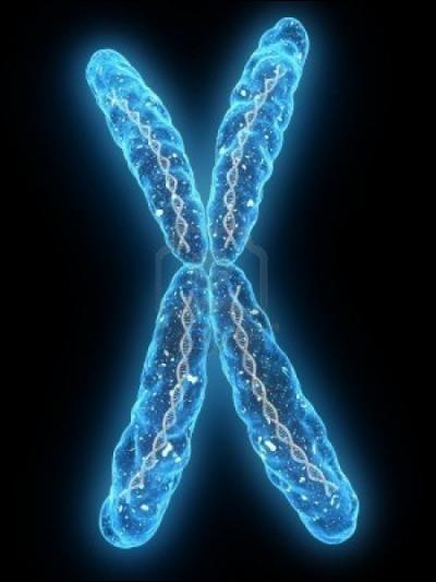 Quelle est la paire de chromosomes qui est touchée par le syndrome de Down ?