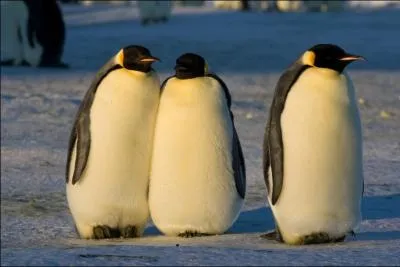 Et enfin concernant les manchots, quelle affirmation suivante est fausse ?