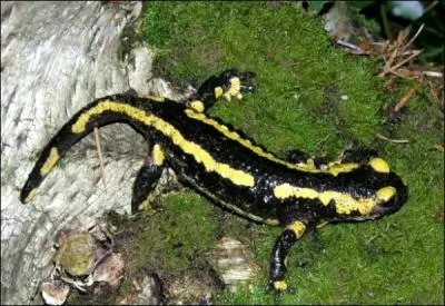 Quelle est cette particularit que l'on retrouve chez la salamandre ?