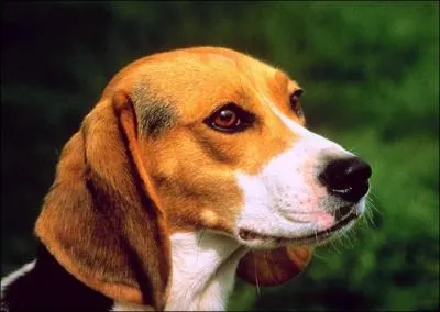 Combien de fois par an, les chiennes ont leurs chaleurs ?