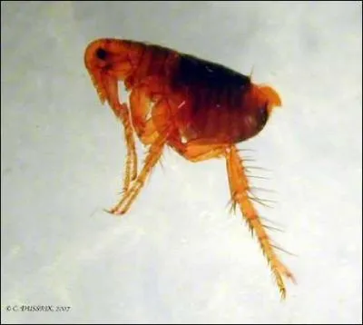 Insaisissable et virevoltante, cette puce d'Amrique latine enchante les blaugranas, et tous les autres !